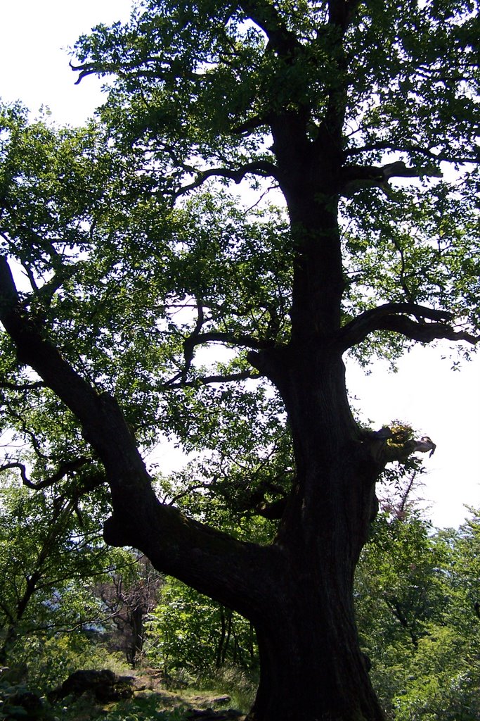 Old Oak Tree,near Baden-Baden,Germany