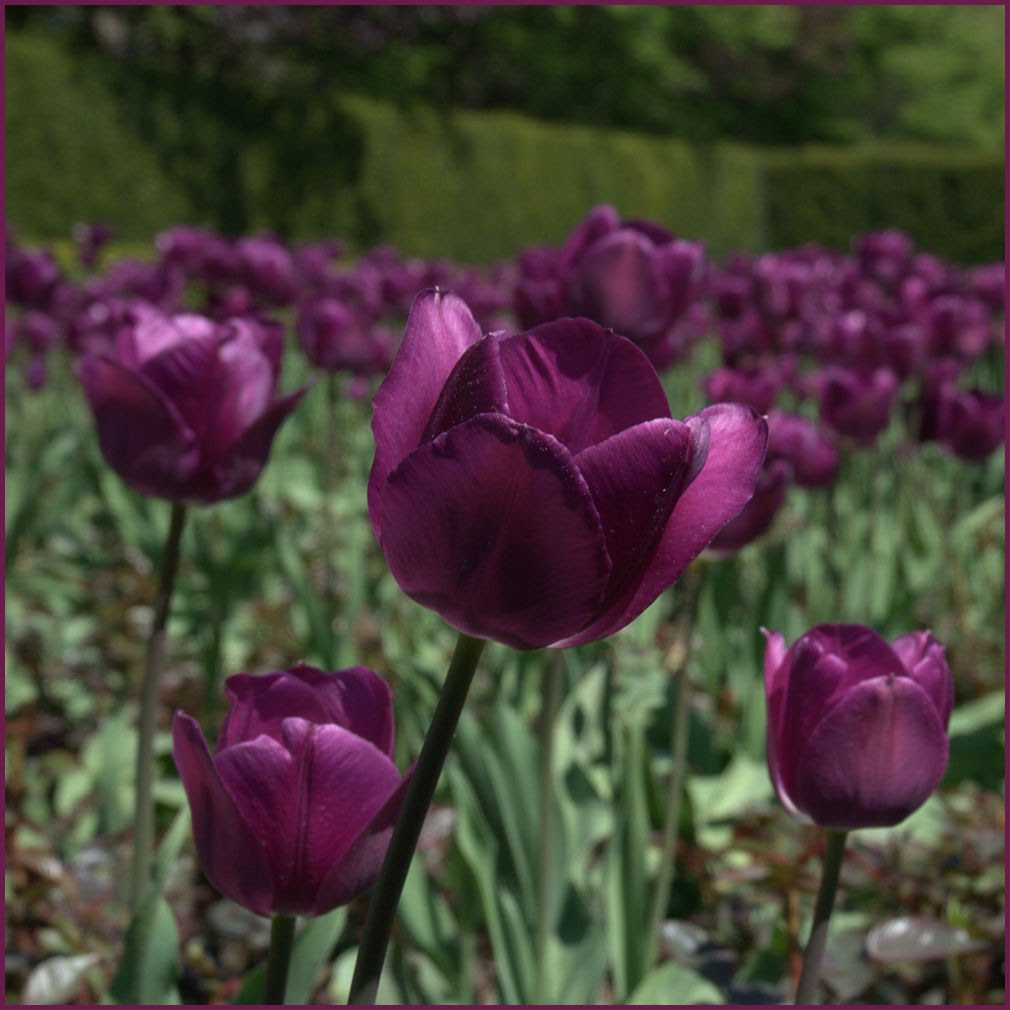Tulpen