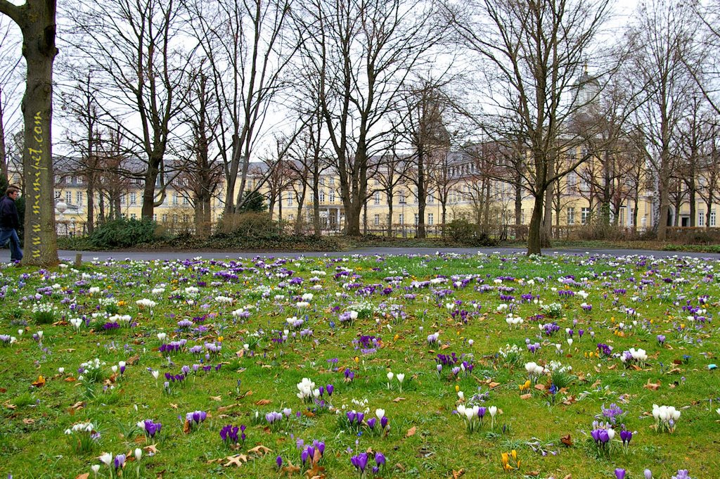 Crocuses Carpet, Spring in Karlsruhe, Germany