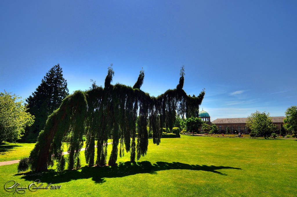 (Dino)-Baum im Schlossgarten