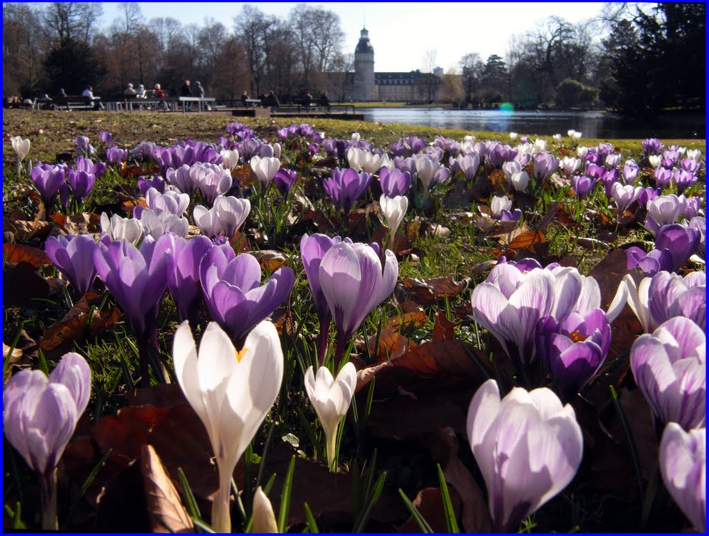Frühlingserwachen im Karlsruher Schlossgarten
