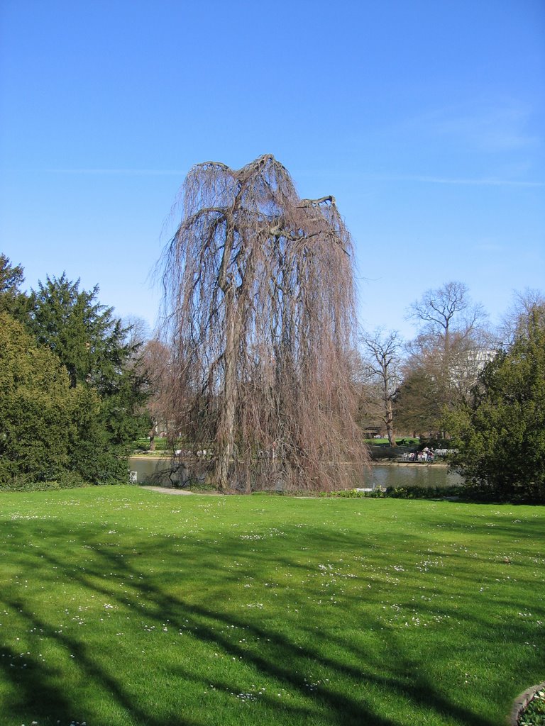 Schöne Trauerweide im Zoo / Nice weeping willow in the zoo