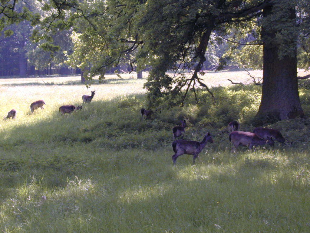 Deer in Favorite game park, Ludwigsbur