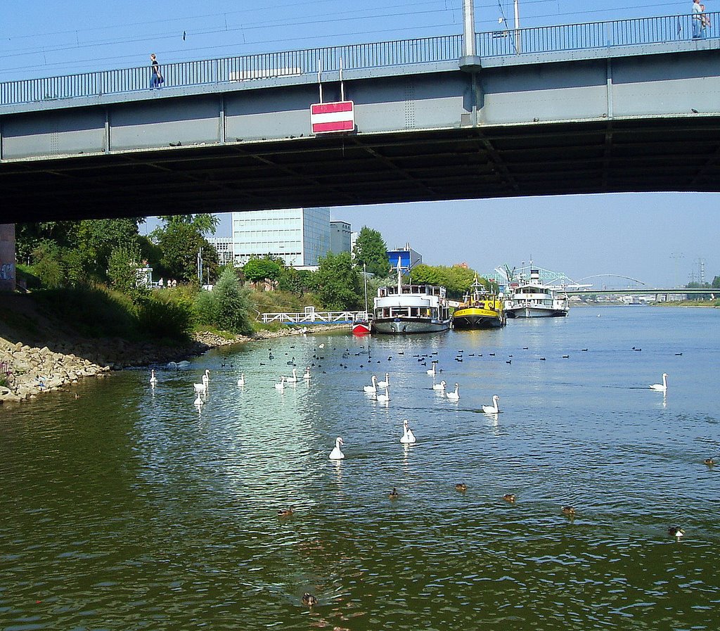 On The River Neckar