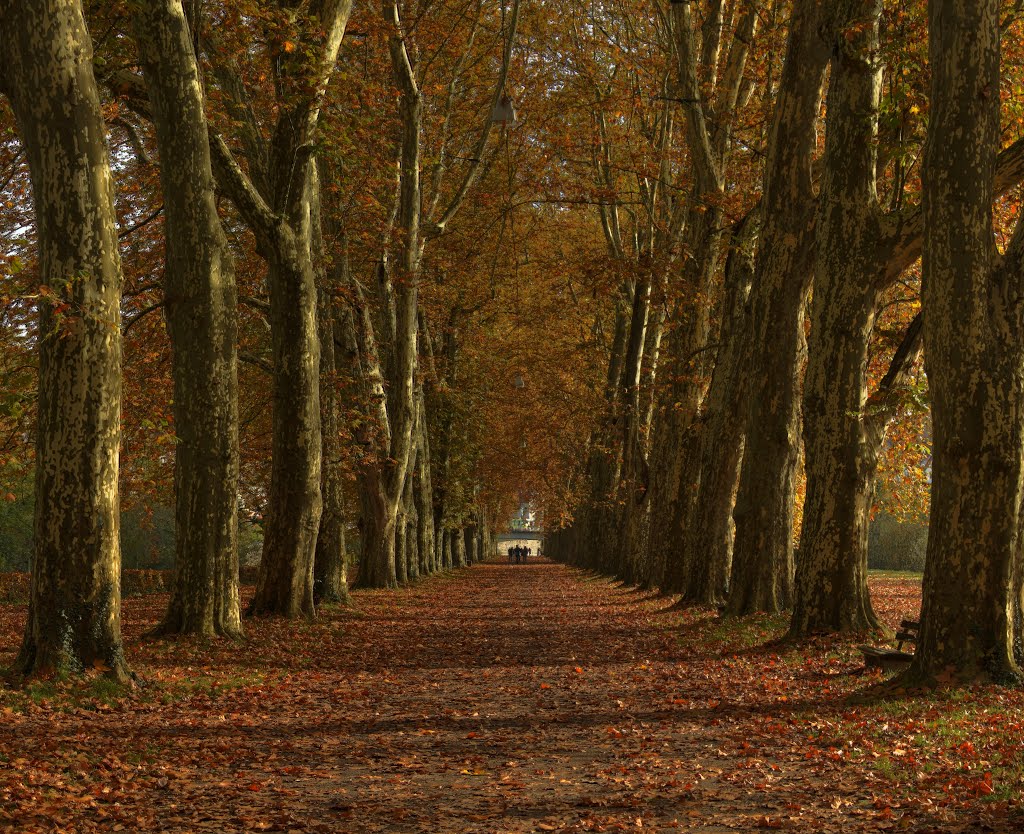 Tübingen_Platanenallee