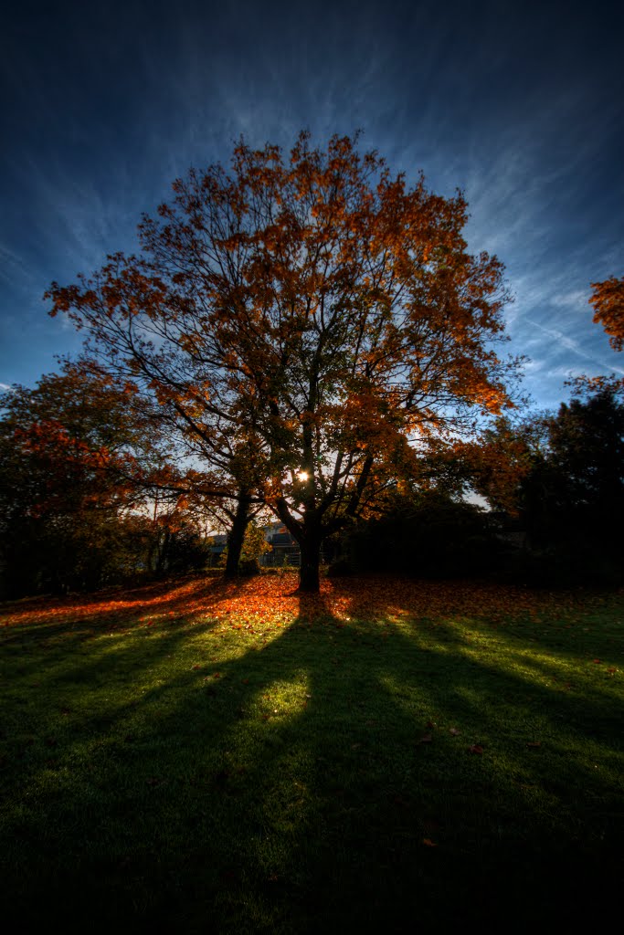 magic tree