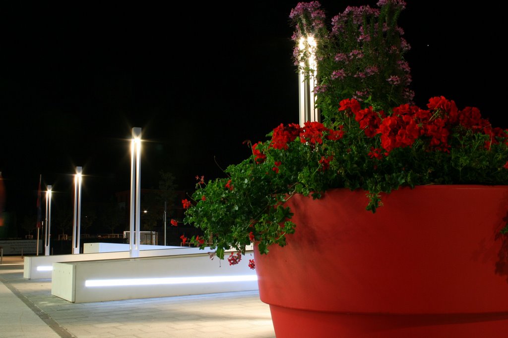 Flowers Next To The New Station