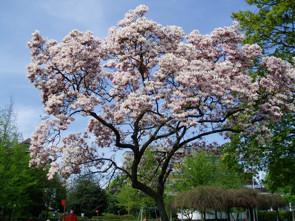 Magnolie