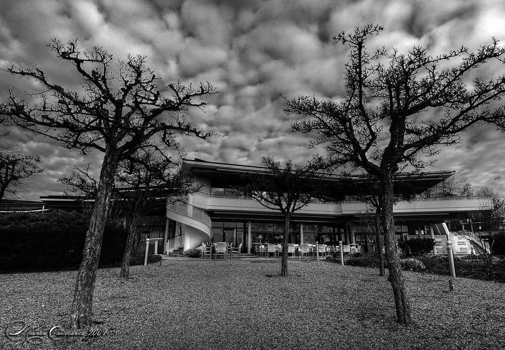 Bäume und Himmel