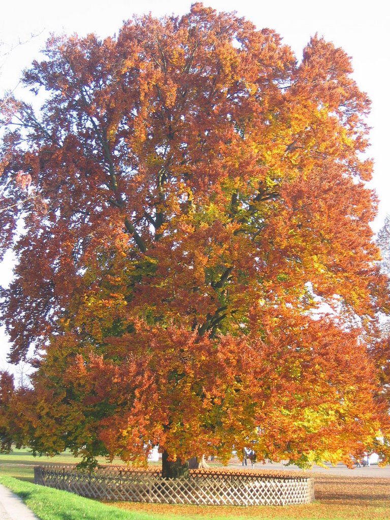 Im Herbst