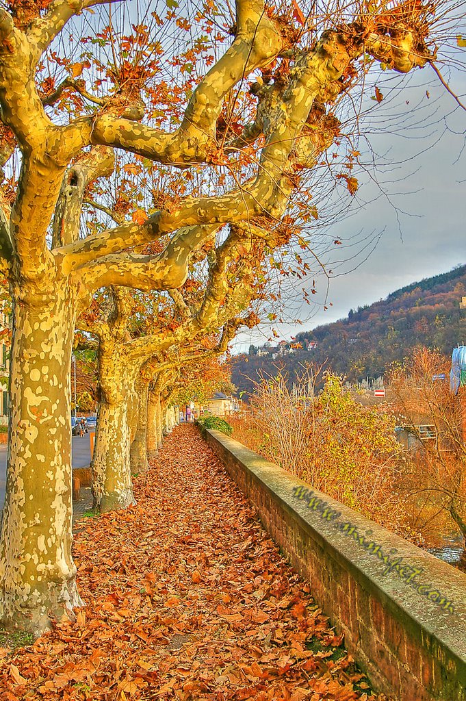 #68 - "Golden Autumn", Heidelberg, Germany