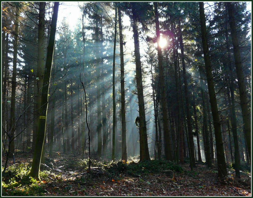 Sonnenstrahlen im Wald - Sunrays In The Forest