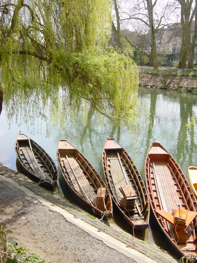 Stocherkaehne Neckar
