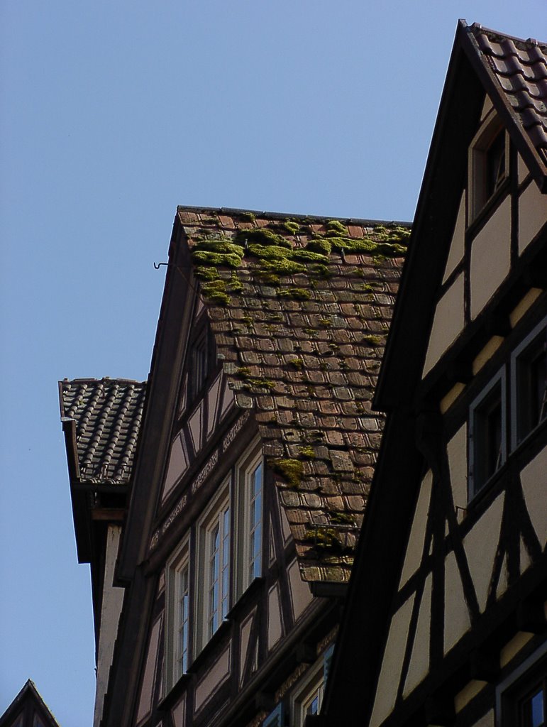 Tübinger Dächer