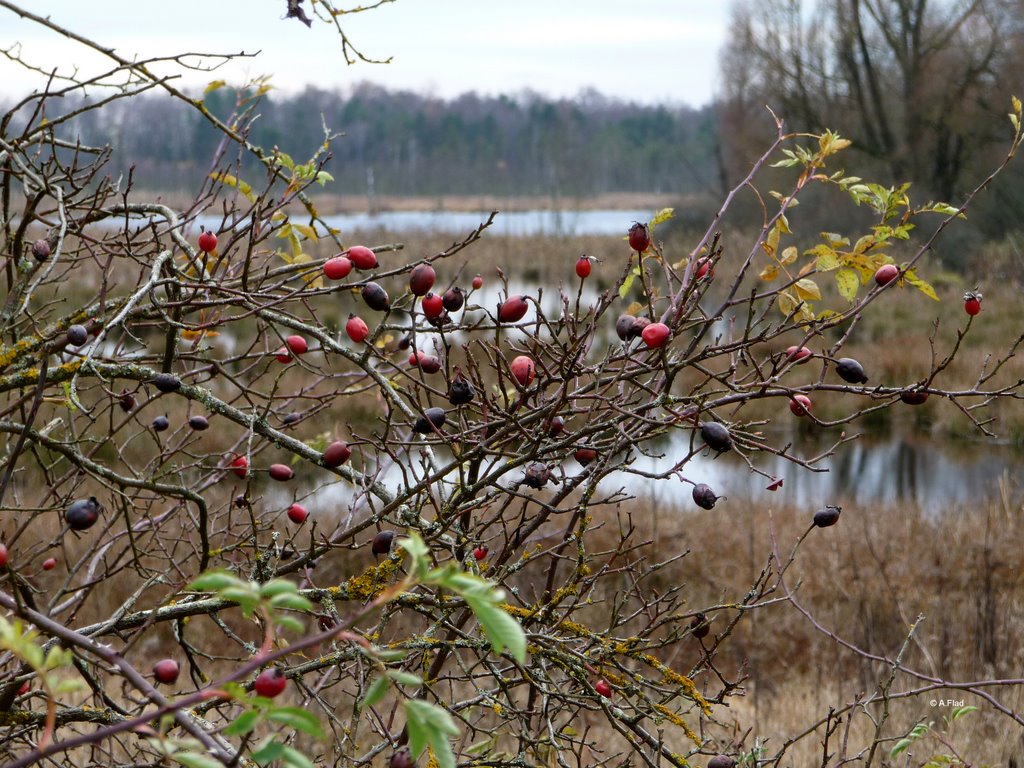 Schwenninger Moos