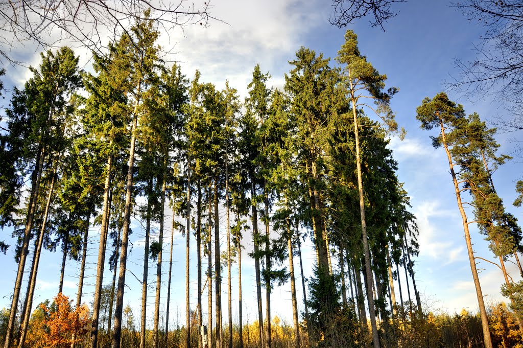 Tannengruppe