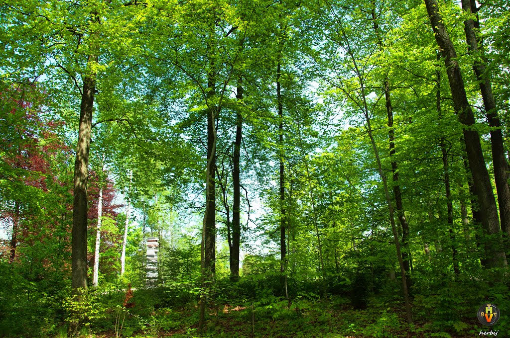 Schatten spendende Bäume