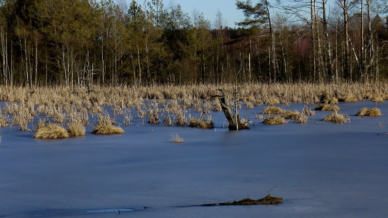 2011-12-27 Winterimpression im Schwenninger Moos 2