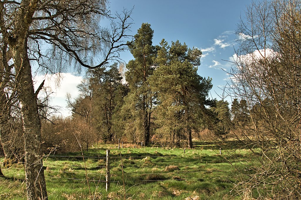 Im Schwenninger Moos