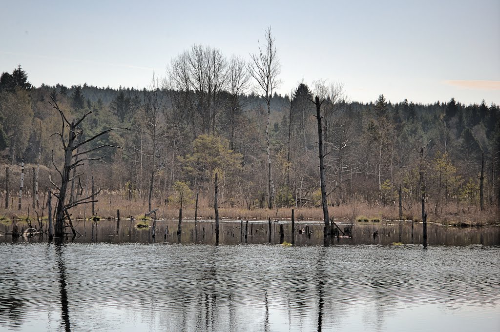 Schwenninger Moos