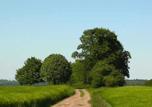 Es wird Sommer an den "drei Linden"