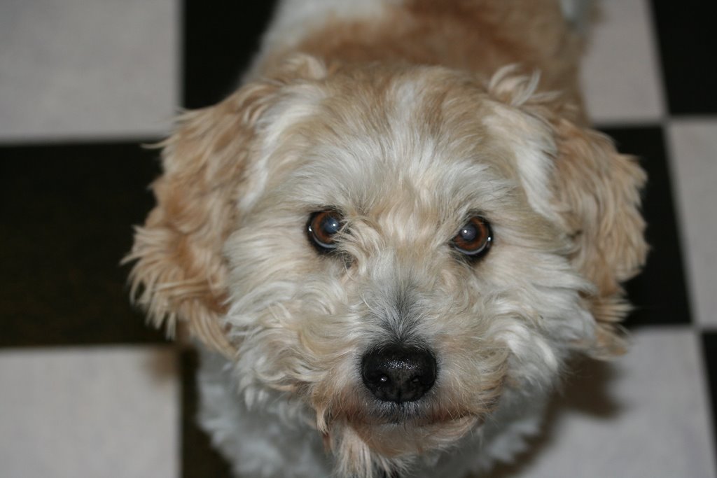 Mr. T  the Dog !