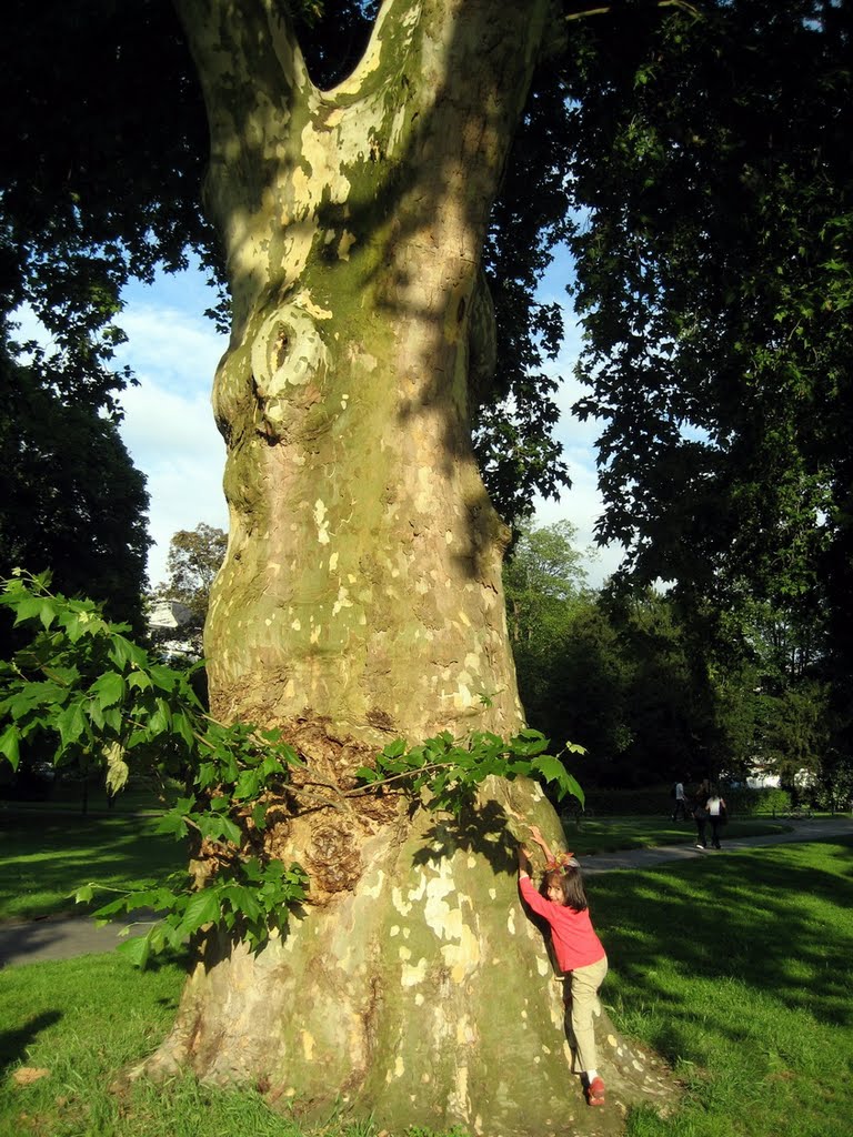 Giant TREE!!