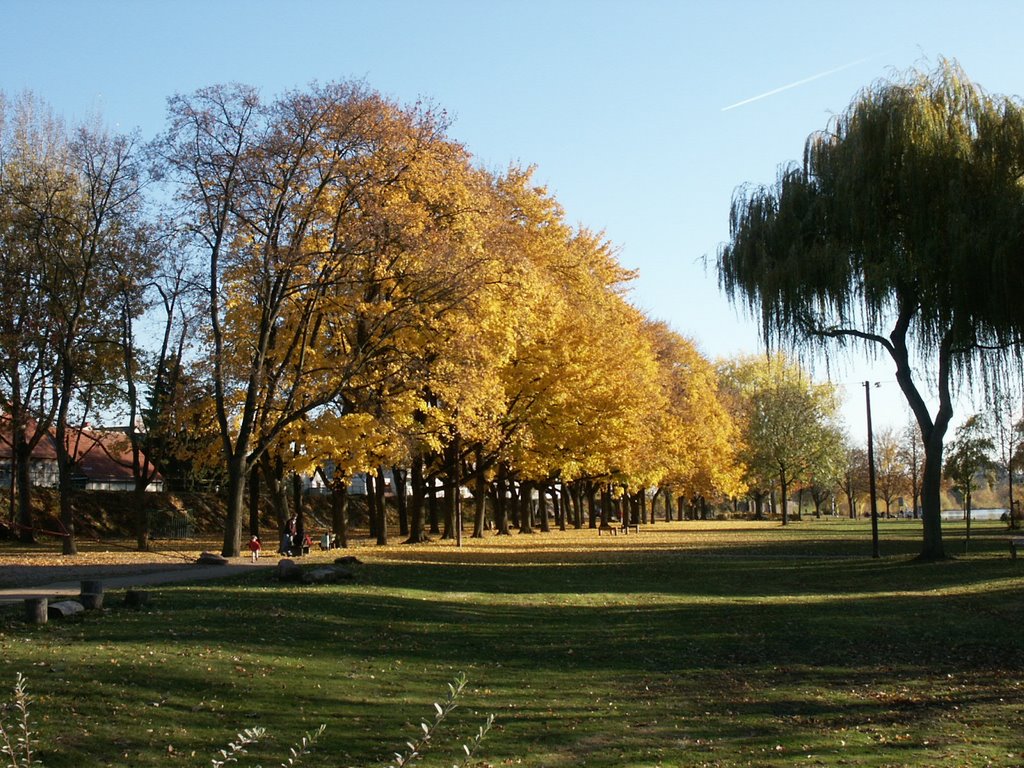 Goldener Herbst am Mainufer