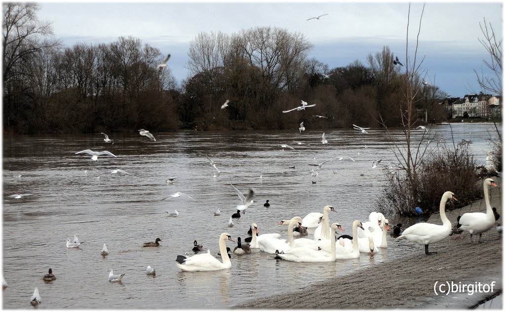 Hanau am Main