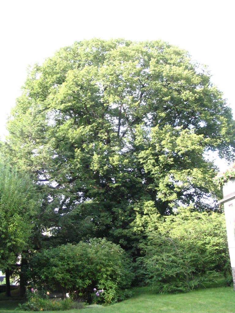 Stollenlinde