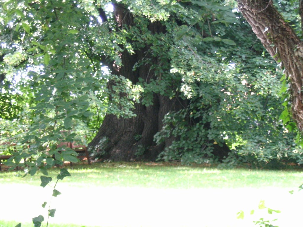 Stollenlinde