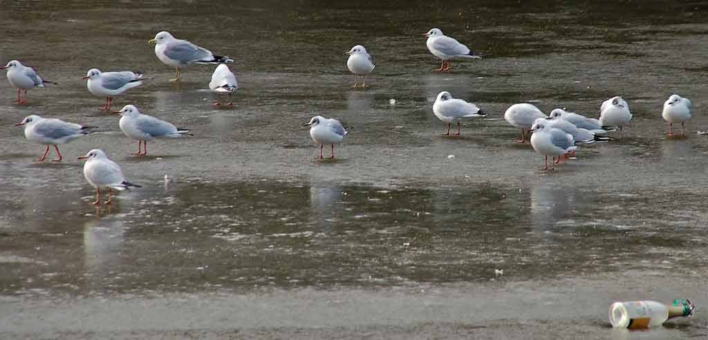 ;-) DELMENHORST, Graft: Möwen-/Seagull-Party "Alcoholiday On Ice" • 02-2011