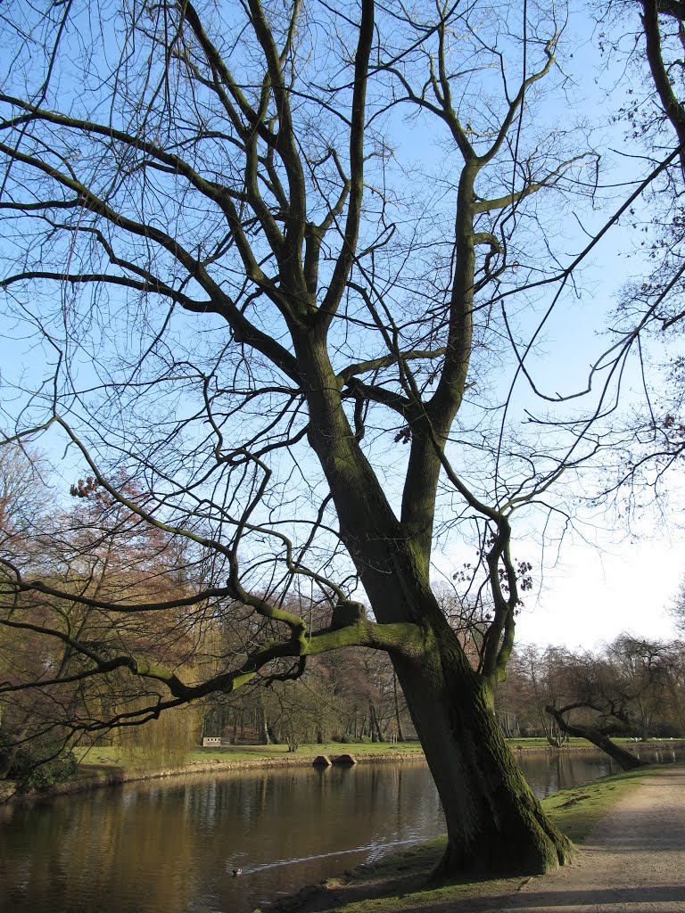 Baum Delmenhorst Park
