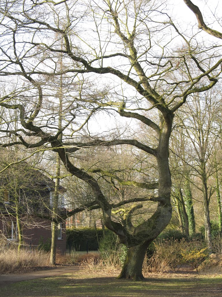 Baum Delmenhorst Park