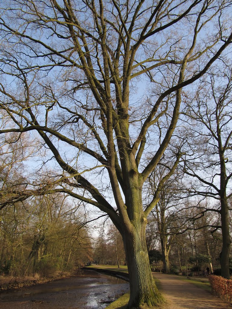 Baum Delmenhorst Park