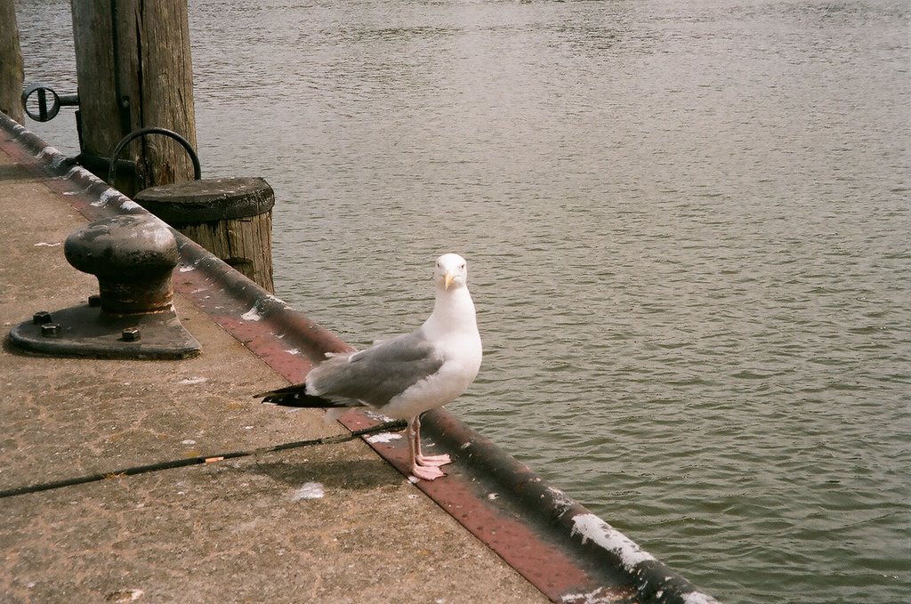 "Was guckst du ?"  Silbermöwe ( Larus argentatus )