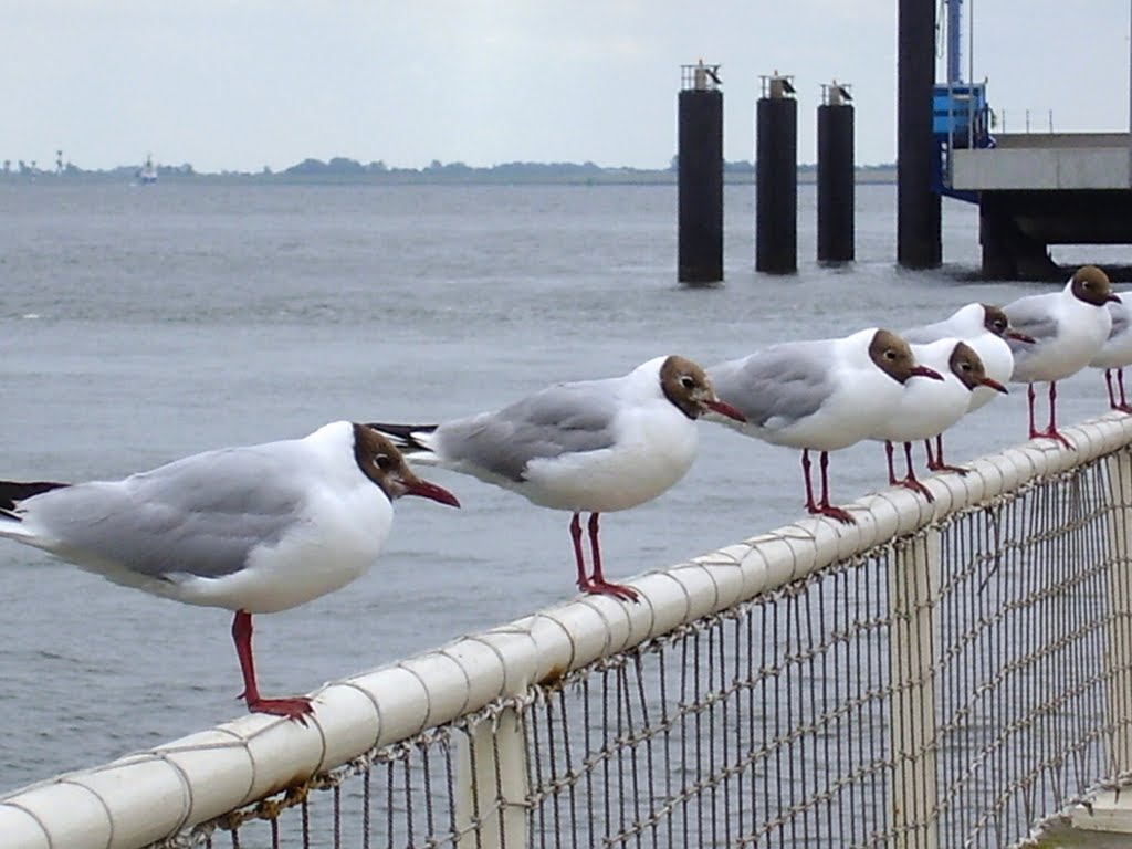 Möwen an der Küste