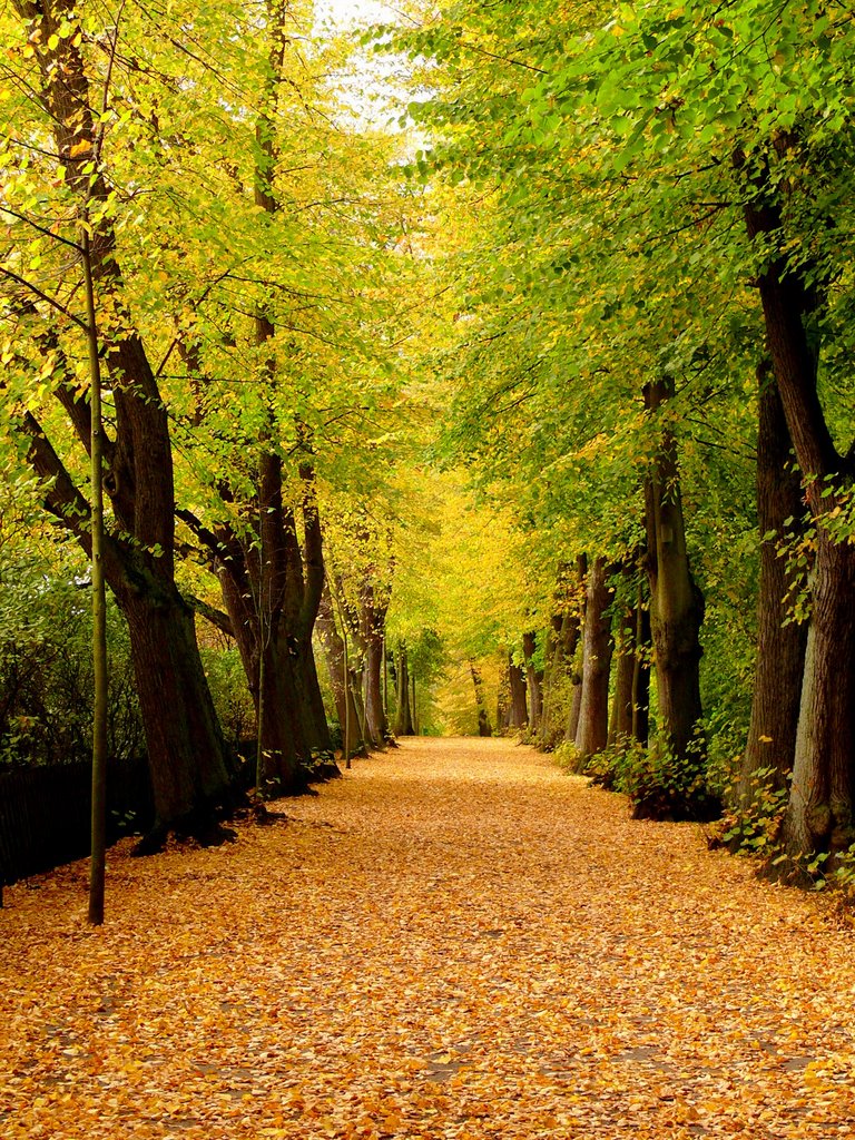 Herbst auf Lüneburgs Stadtmauer (2008)