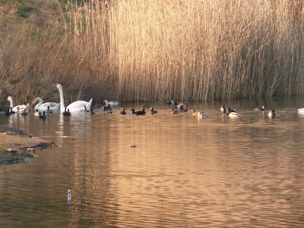 Lüneburg - Tierwelt am Kreidebergsee im Februar 2008