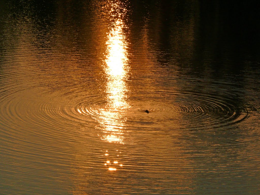 Nordhorn, Sundown with duck