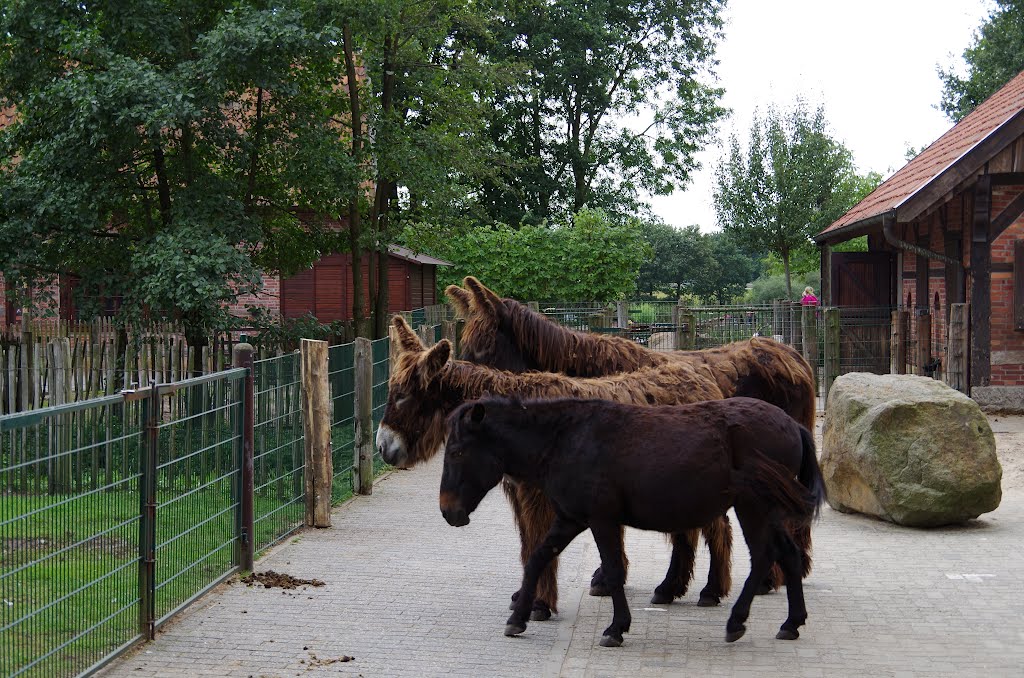 Bad Bentheim sep 2012,  omgeving Nordhorn http://www.tierpark-nordhorn.de