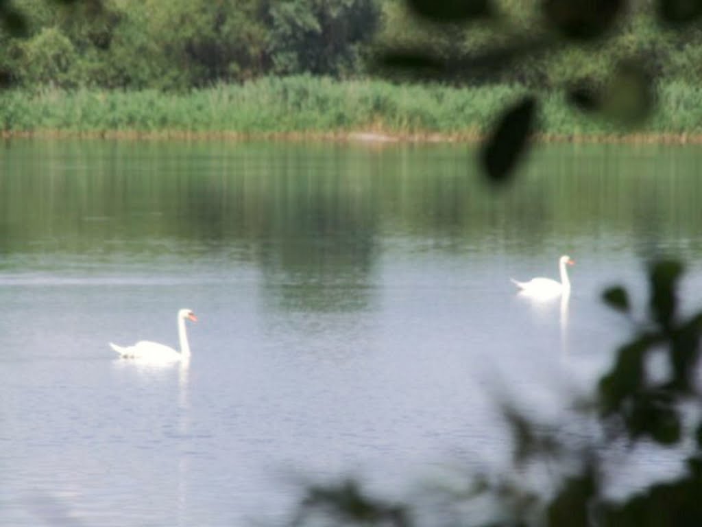 Rohrsen