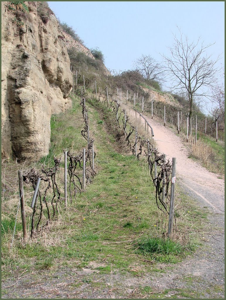 Geht es hier zum Weinberg? Bad Kreuznach, April 2009