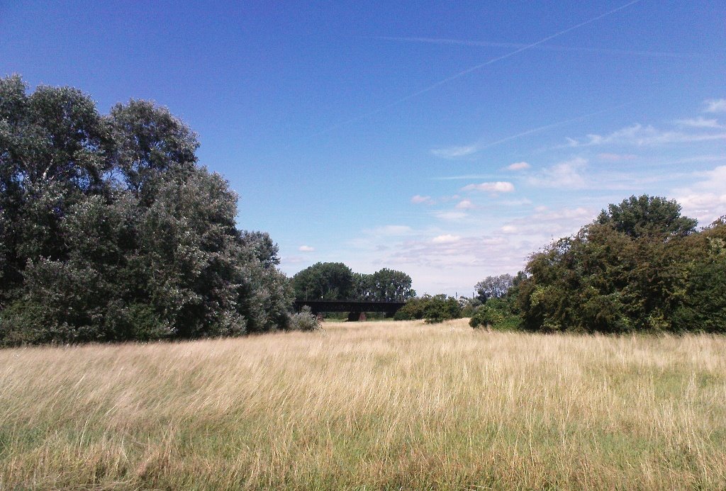 Graslandschaft auf der Maulbeeraueninsel