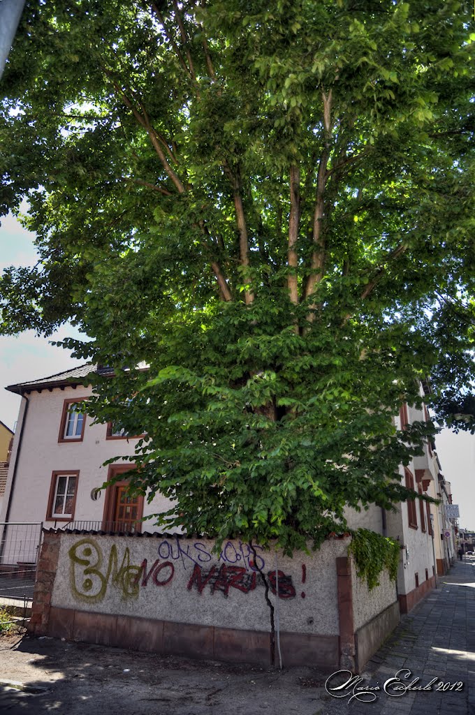Schöner Baum in der Weberstraße