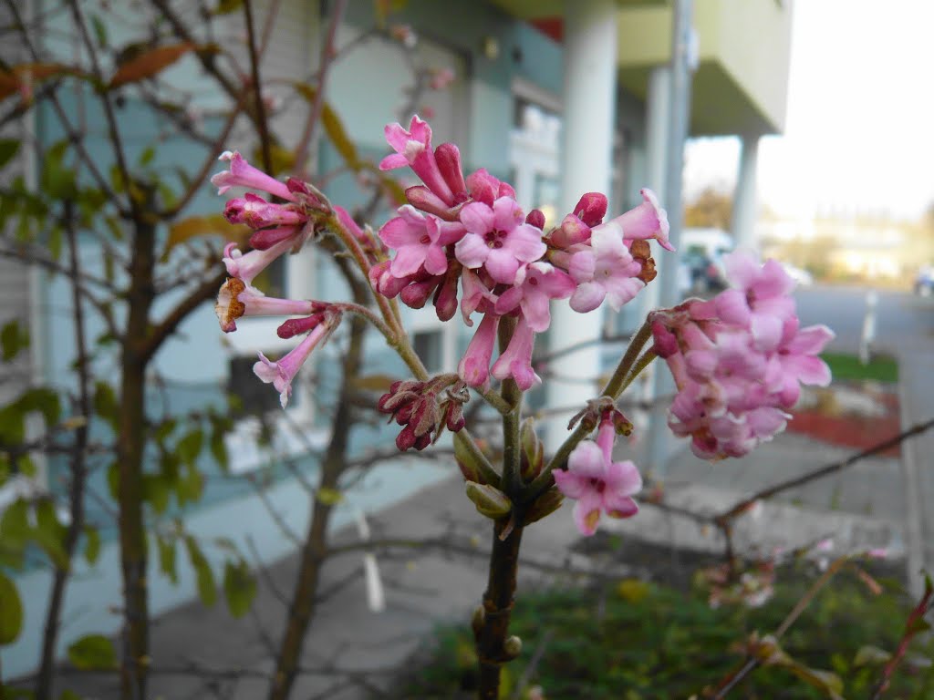 Ende November  - ein Hauch vom Frühling