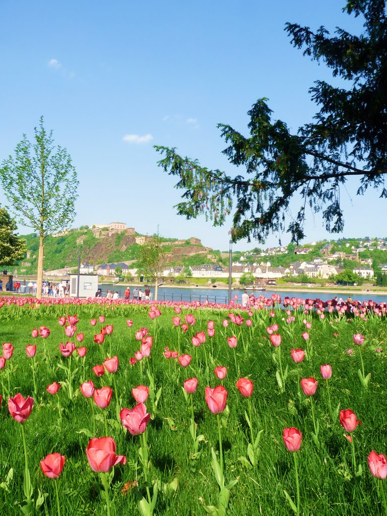 When the flowers bloom, smiles the World