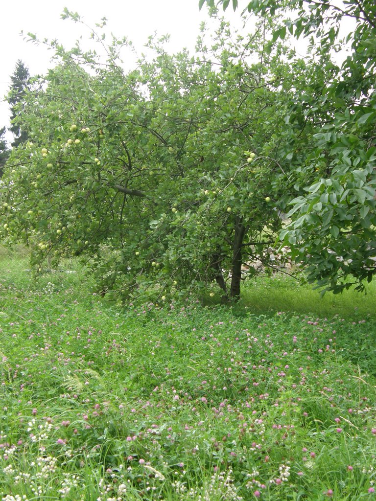Spiesheim