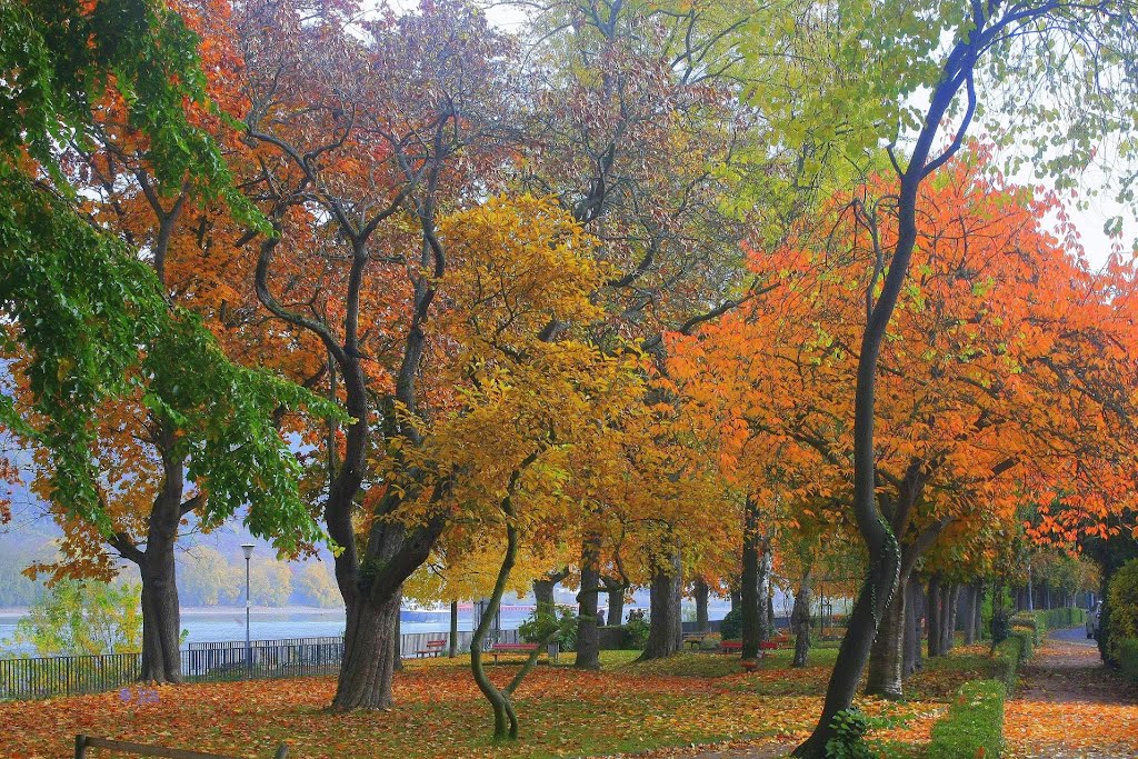 Tiempo de otoño en Maguncia (dedicada a Wojciech Noworyta ) - Autumn Time in Mainz (dedicated to Wojciech Noworyta)