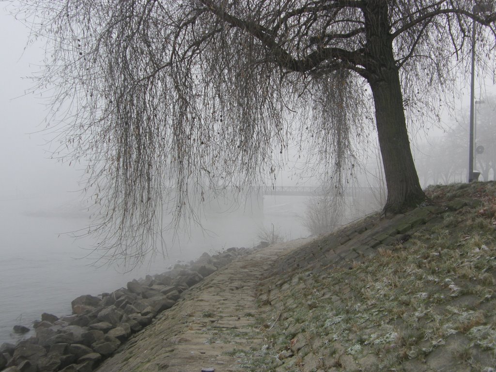 Winter Willow